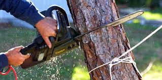 Reliable Laurel, DE Tree Removal and Landscaping Services Solutions